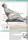 Enzyklopdie Muskeltraining: Anatomie - Muskelaufbau - Fettabbau