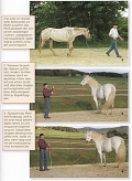 Problemloser Umgang mit Pferden - Tipps und Tricks